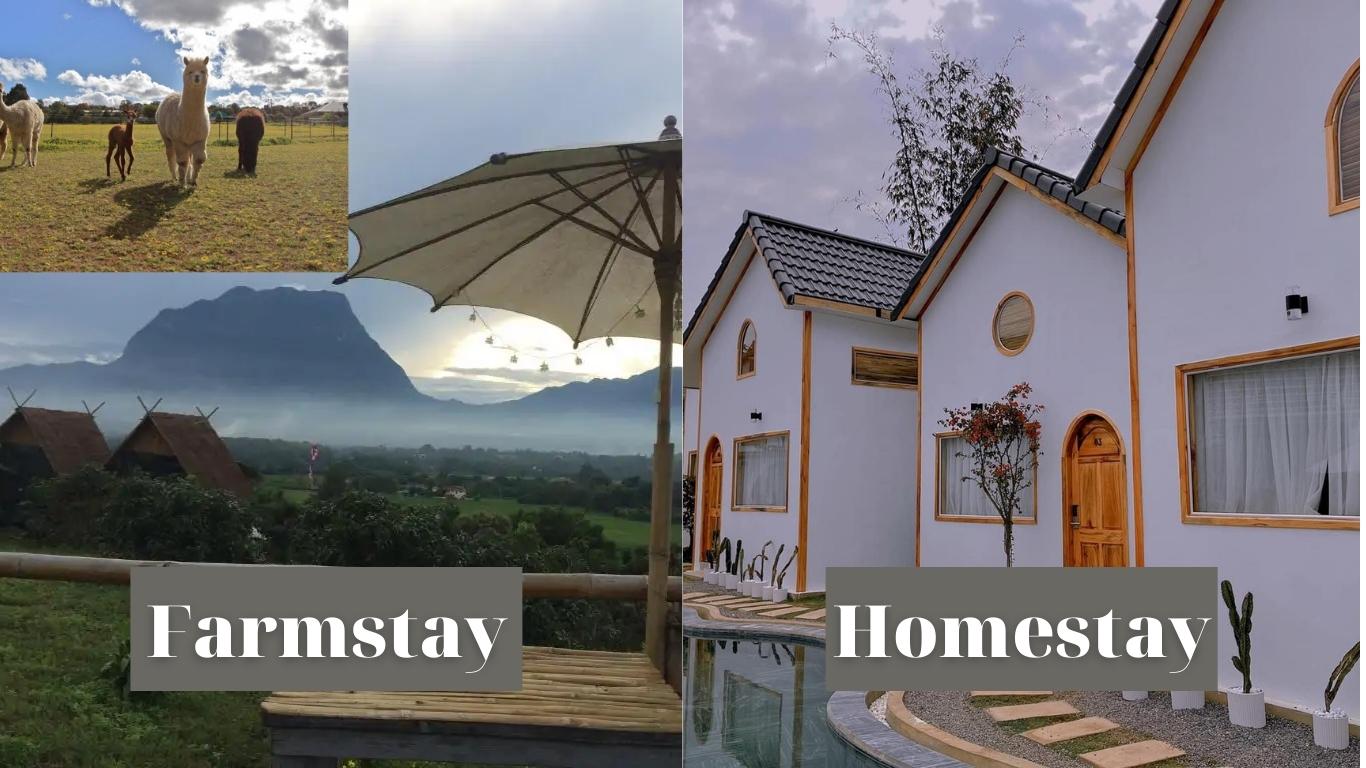 Phân biệt farmstay với homestay