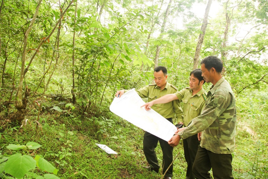 Đất rừng Bình Thuận